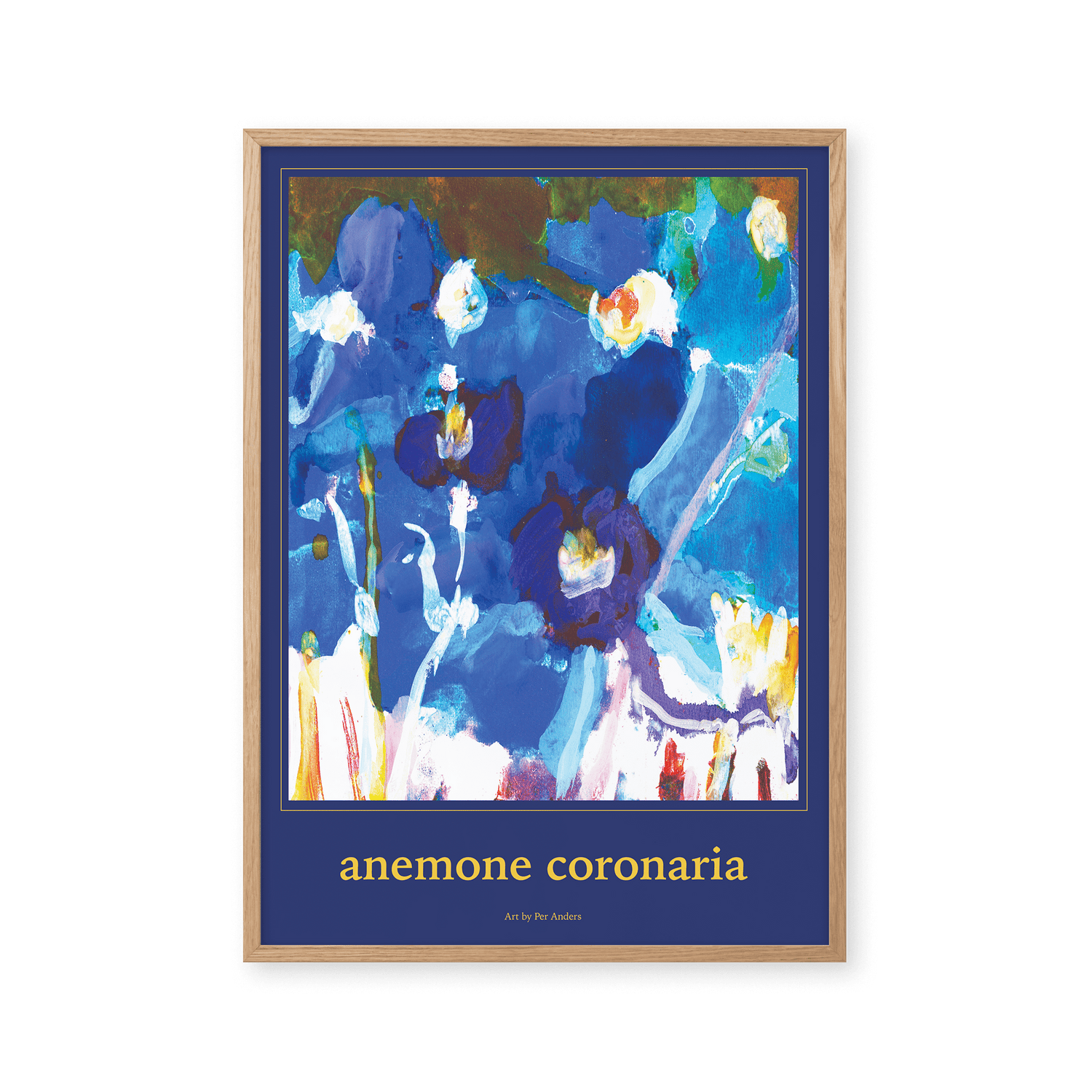 Anemone coronaria