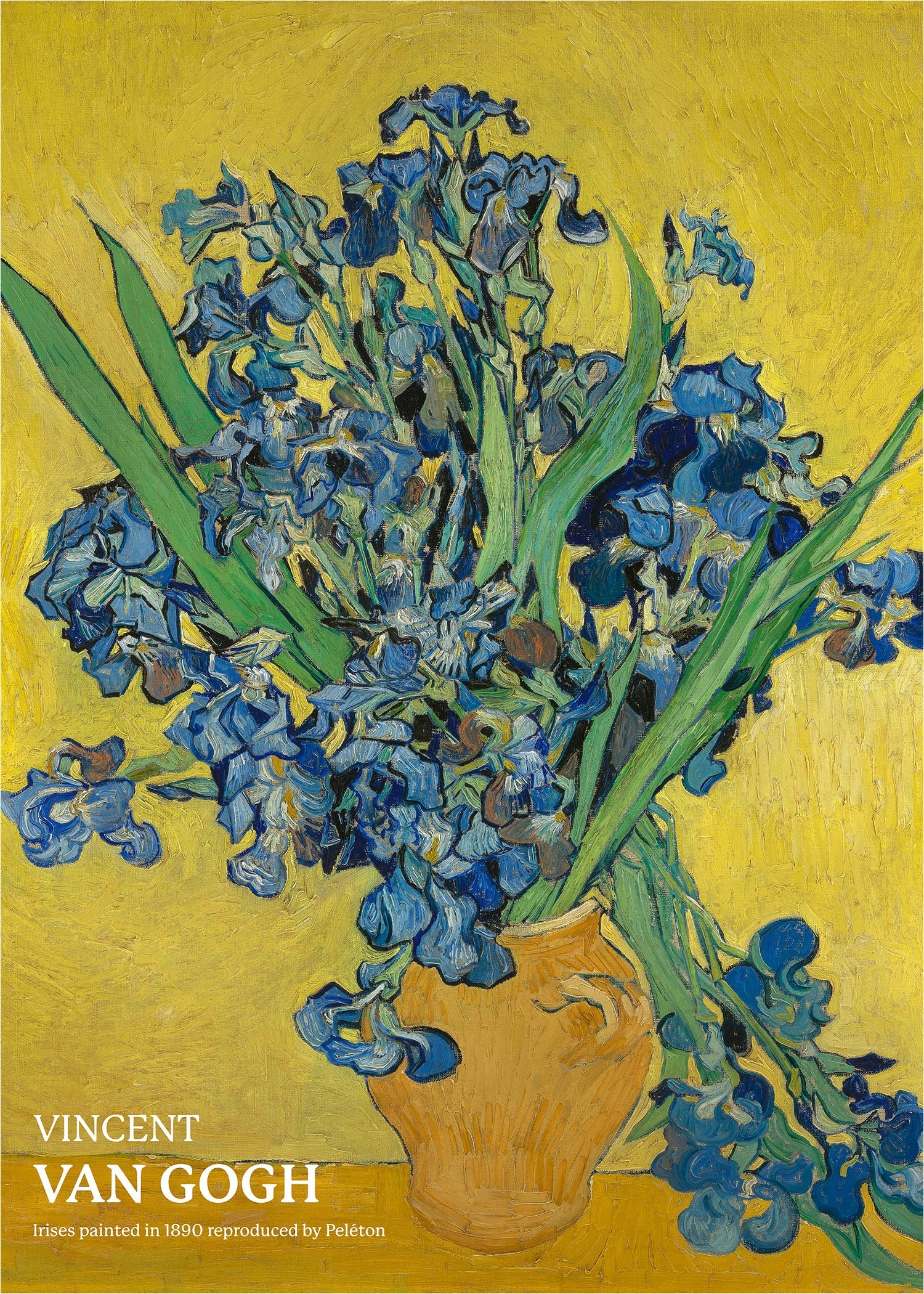 Irises